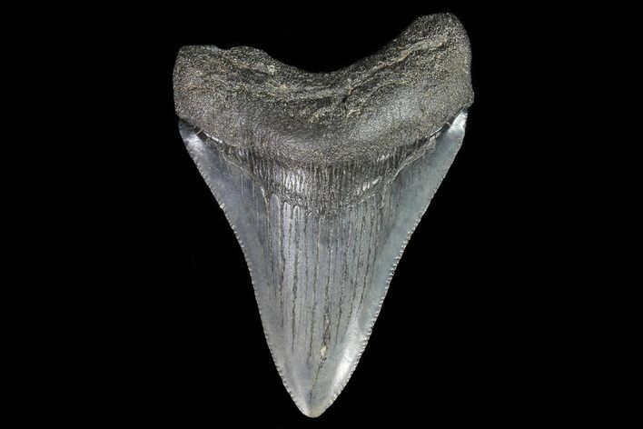 Juvenile Megalodon Tooth - South Carolina #74268